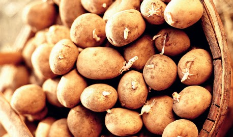 Kiemen van aardappelen