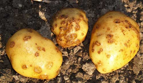 Schurft aardappel